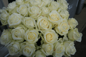 Luxury Long Stemmed (70cm)  White Roses - Yeomans Flowers