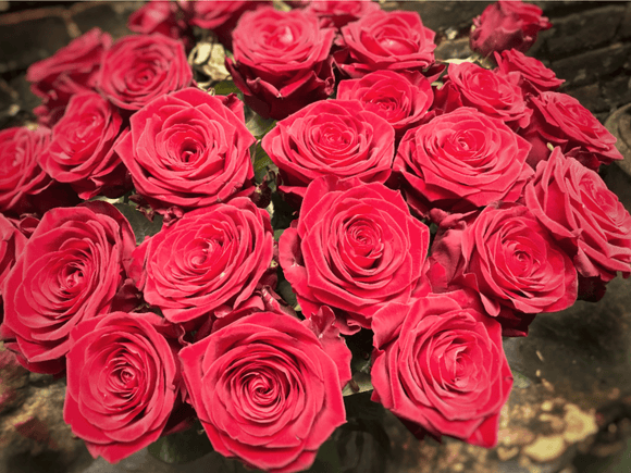 Luxury Long-Stemmed (70cm) Red Naomi - Yeomans Flowers